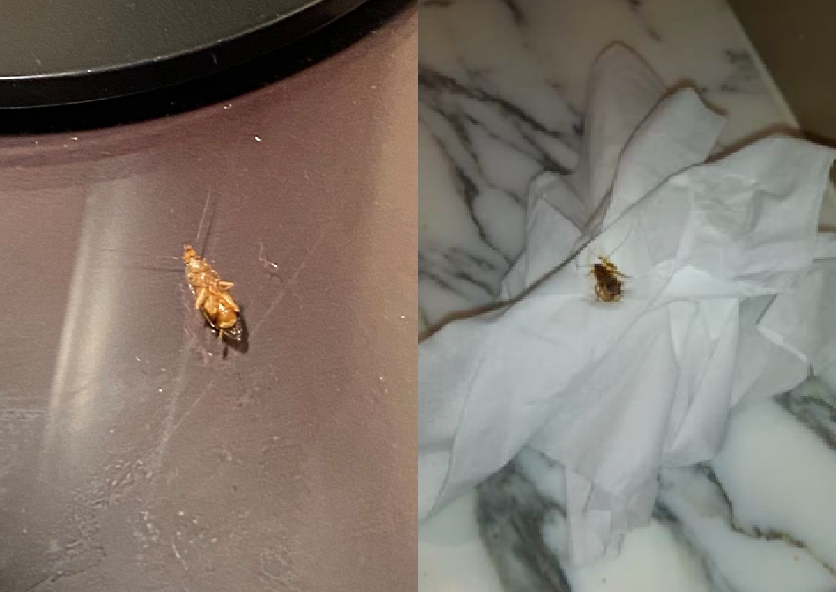 Quarantining with cockroaches SHN residents at 5star hotels complain